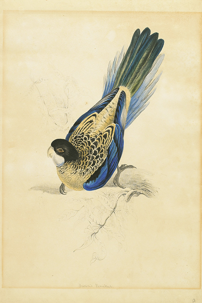 (BIRDS--EDWARD LEAR.) Two fine watercolors of Australian parrots,